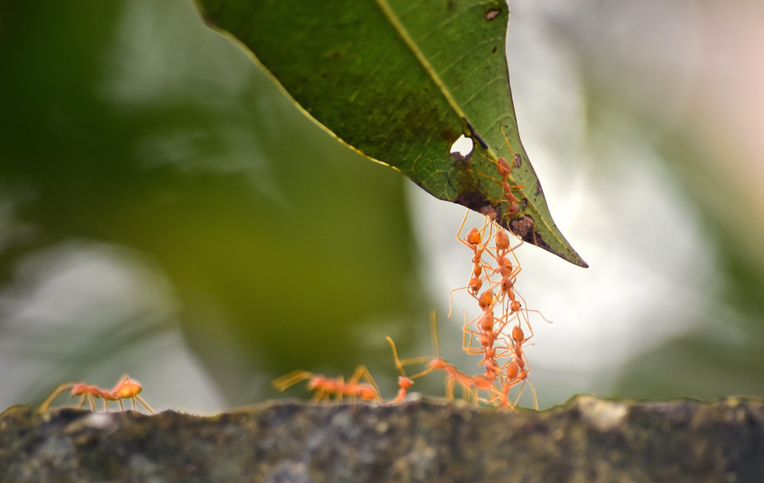 ants-4503110