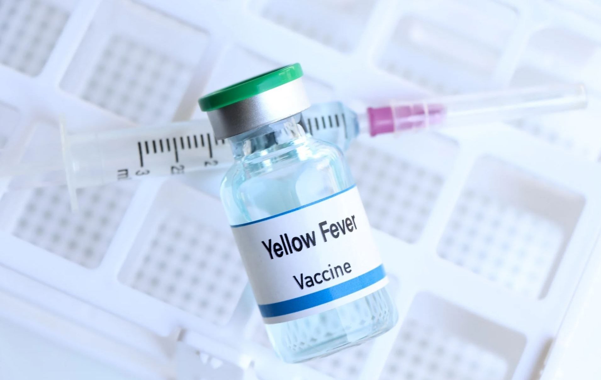 Yellow Fever